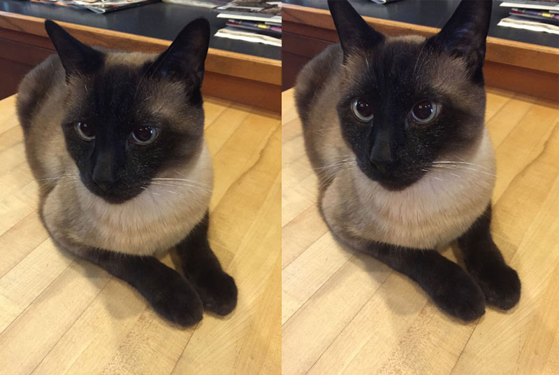 OK, photograph experts - which is the better shot? left, with ears not cut off, but more extraneous junk in the background - or right with ears cut off but a better eyes?