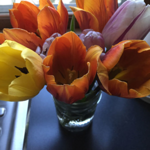 Tulips from Mark