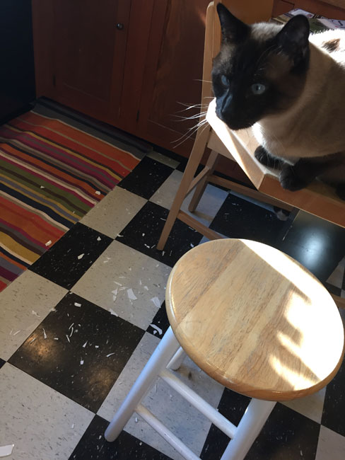 Me and the cats - Khan got a little too enthusiastic licking his salmon, and knocked the saucer it was in off the counter. Corel, so it kind of exploded. 