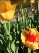Tulips15-5