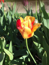 Tulips16-4