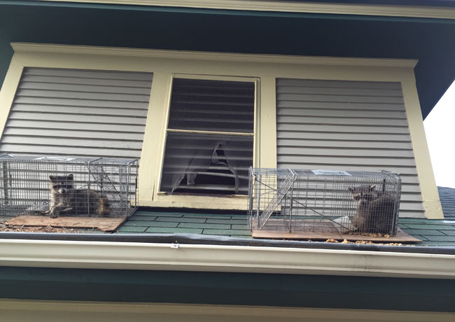 Two trapped raccoons on my roof Sunday morning.