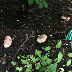 composite of the mushrooms in my yard, under the bush that's under the kitchen window