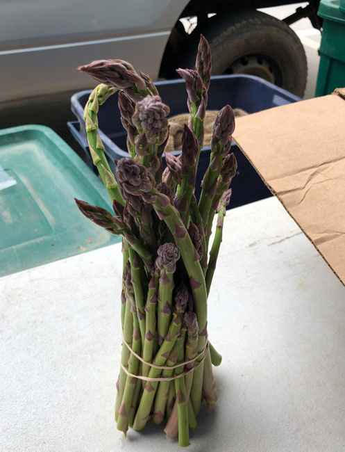 Matt Smith's asparagus 