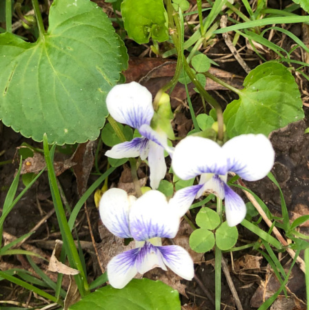 white violets